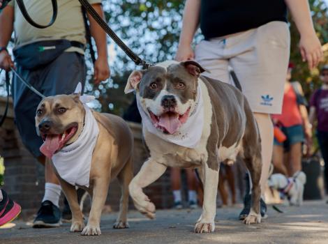 LA's largest fundraising dog walk returns to Exposition Park on October 20