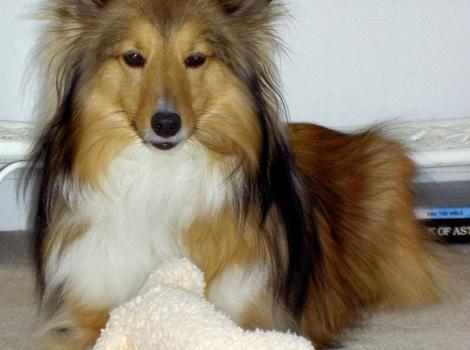 Sheltie dog