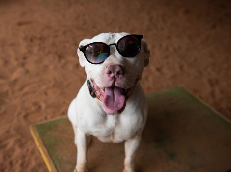 Ludwig, a smiling white dog, wearing sunglasses