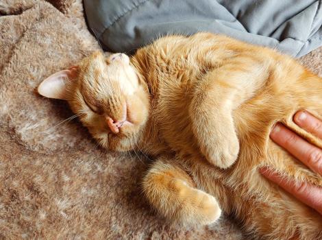 Louis the cat sleeping on his side with a person's hand petting him
