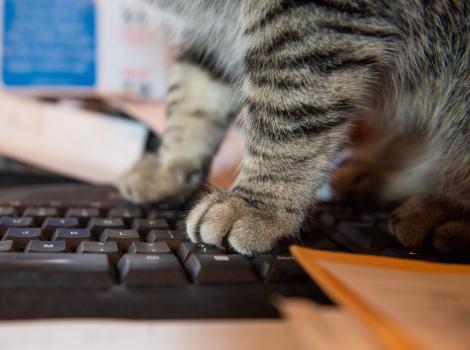 Cat's paws on a computer keyboard