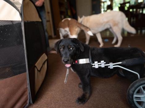 Sweet Baby James the puppy in a wheelchair