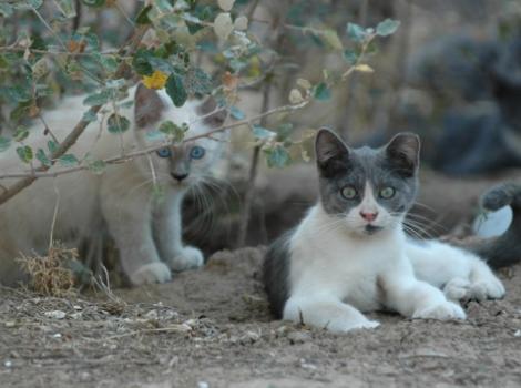 Community cats laying down outside