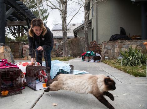 Person releasing a community cat from a humane trap as part of TNVR
