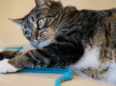 Selenium test image - create