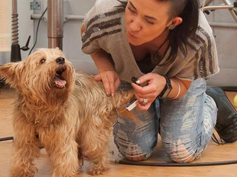 Project Runway Taz dog