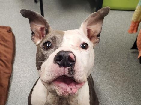 Bean the dog looking up with her mouth slightly open