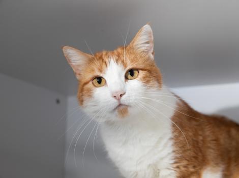 Orange and white cat in a white kennel