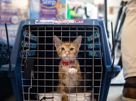 Orange tabby kitten in a crate