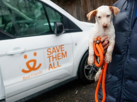 Person holding a puppy on an orange leash next to a Best Friends-branded vehicle