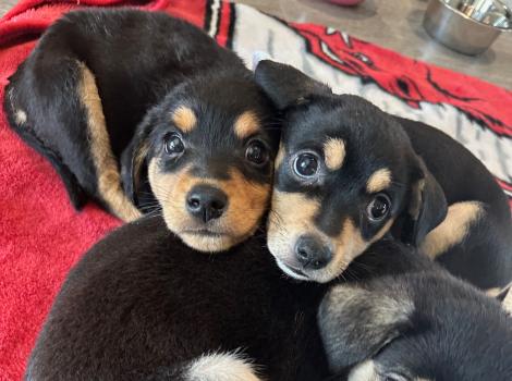 The puppies lying on a red blanket