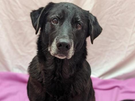 Thelma the dog on a pink blanket