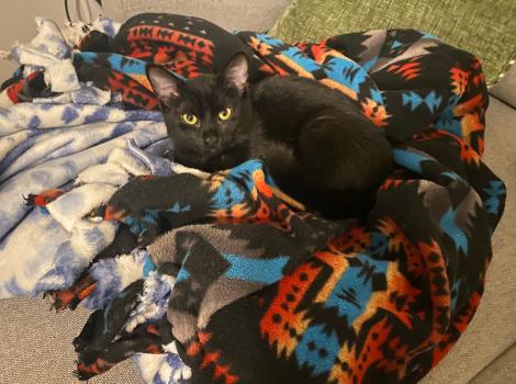 Thistle the cat lying on a colorful blanket