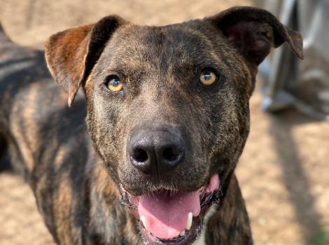 Tiger the brindle dog