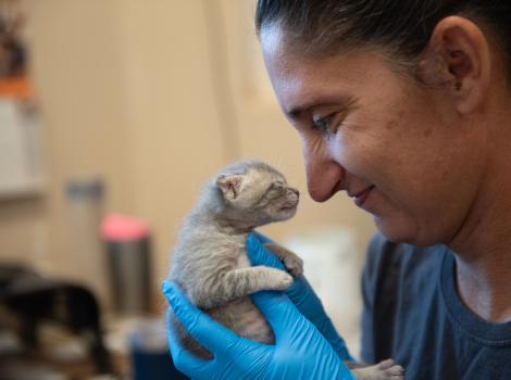 Smiling caregiver holding one of the neonatal dragon kittens in gloved hands