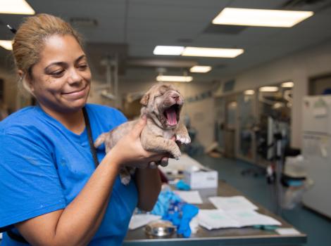 Person holding a yawning puppy in a shelter