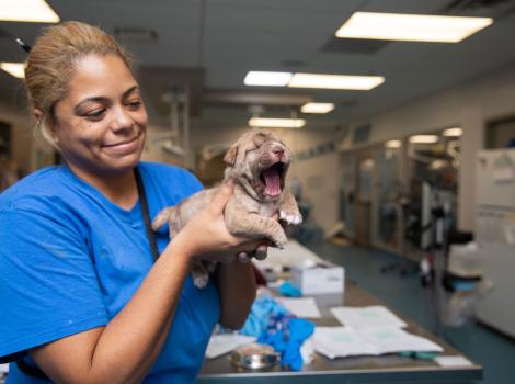 Smiling person holding a yawning puppy in a shelter