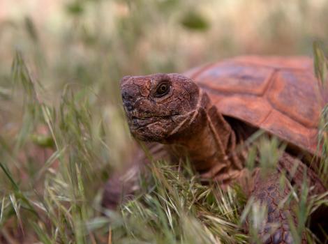Gobi the tortoise in some grass