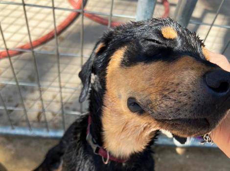 Scooter the dog, with his eyes closed, being comforted by a person's hand