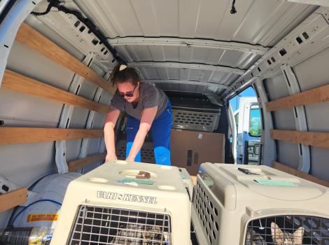 Person working in the back of a transport van with crates containing cats following Hurricane Ian