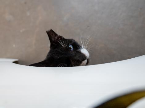Trent the cat peeking out from under a white hidey hole