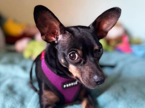Tres the dog wearing a purple harness and lying on a blue blanket