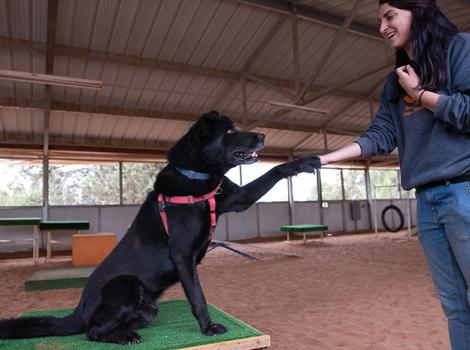 Levi the dog doing "shake" with a person on the agility course