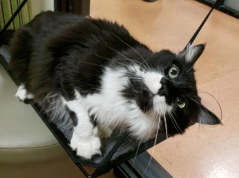 Black and white medium-hair cat lying on a shelf