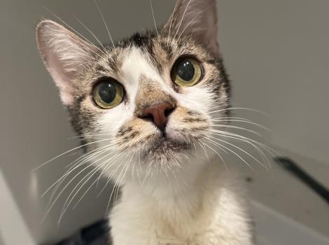 Wanda the cat