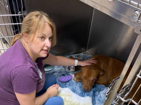 Volunteer reaching down to pet a brown dog in a kennel