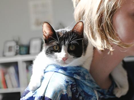 Mylo the black and white cat on someone's shoulder