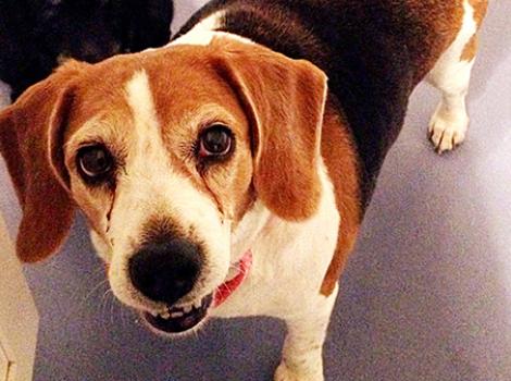 New York adoption event paves the way for true love over Valentine’s weekend.