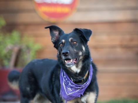 Shepherd mix dog wearing a purple bandana