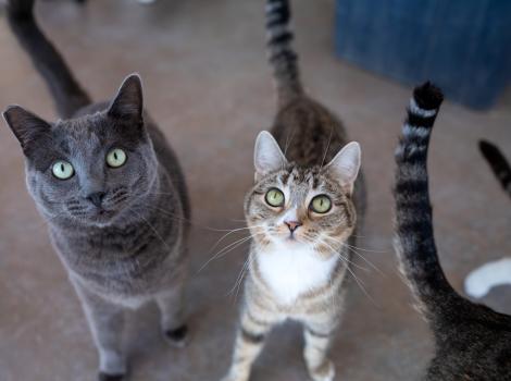 Vesuvius and Max the cats