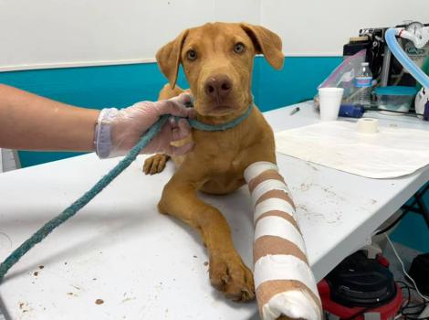 Brown puppy with a cast on his leg