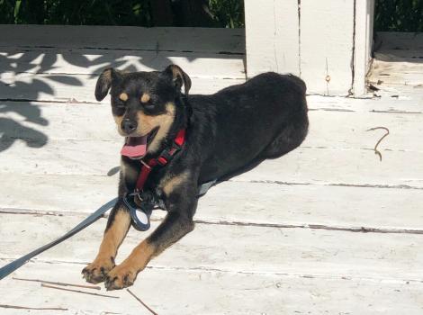 Debbie the black and tan dog lying on a wooden deck