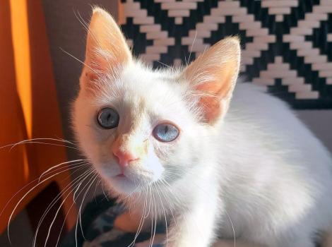 Herman the flamepoint kitten with blue eyes