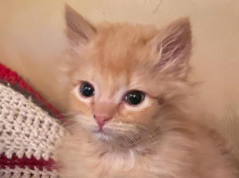 Jean Paul the cream tabby kitten