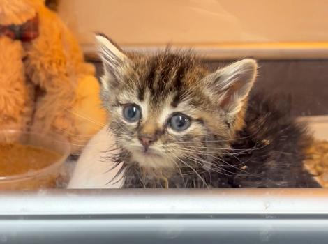 Johnny the little tabby kitten