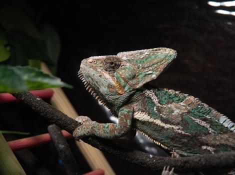 Vincent the chameleon standing on a branch