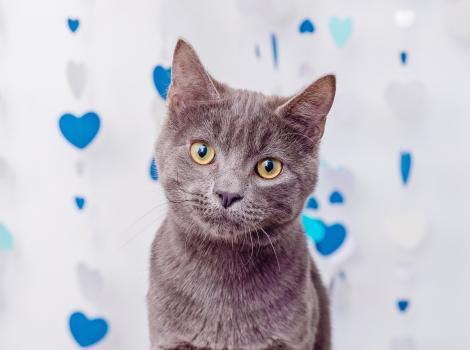 Gray cat in front of a blue and gray heart background