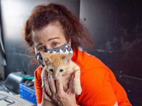 Volunteer Cathy Berry wearing a mask and holding an orange tabby kitten