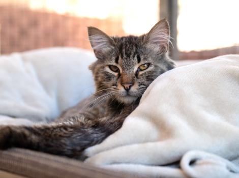Wally the cat lying in a blanket