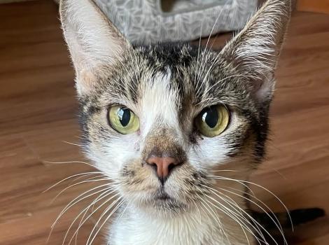 Wanda the cat on a wood floor