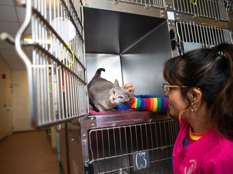 Smiling person petting a cat in a clean kennel