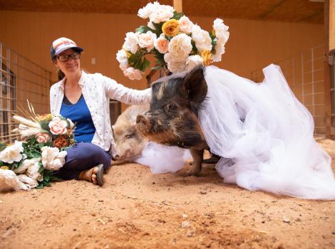 Person holding flowers above Clementine the pig, who is wearing a white tulle fabric veil