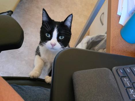 Whisper the cat soliciting attention