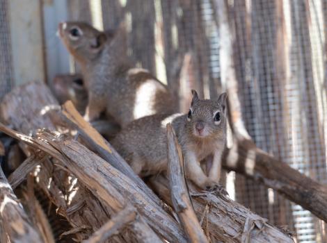 Pair of baby squirrels in rehabilitation