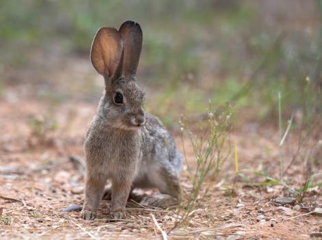 Baby wild rabbit with very large ears