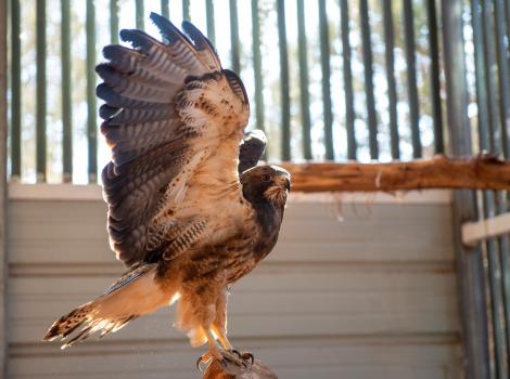 Winnick the Swainson’s hawk with wings up